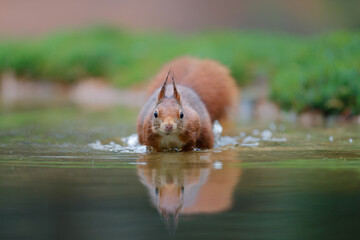 Wall Mural - Eurasian red squirrel (Sciurus vulgaris) searching for food in the forest in the Netherlands. 