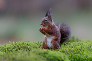 Wall Mural - Eurasian red squirrel (Sciurus vulgaris) searching for food in the forest in the Netherlands. 