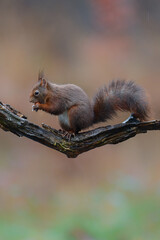 Wall Mural - Eurasian red squirrel (Sciurus vulgaris) searching for food in the forest in the Netherlands. 