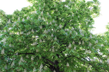 Wall Mural - White candles of chestnuts blossomed in the spring on the trees