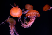 Close-up Of A Swarm Of Red Glowing Jellyfish In An Aquarium