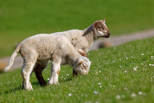 Two Lambs Grazing In A Field In Spring, East Frisia, Lower Saxony, Germany