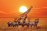 Fototapeta Sawanna - Group of wild zebras and giraffe in the African savanna at sunset. Wildlife of Africa. Tanzania. Serengeti national park. African landscape.