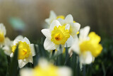Fototapeta Tulipany - żółte kwiatuszki  w blasku porannego słońca i zieleni. 