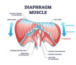 Diaphragm muscle with exhalation and inhalation movement outline diagram. Labeled educational scheme with isolated chest muscular system for respiratory breathing without ribs vector illustration.