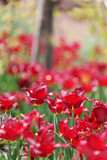 Fototapeta Tulipany - Czerwone tulipany w blasku porannego słońca.