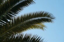 Green Palm Tree Leaves And Blue Sky