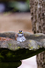 White Throated Sparrow Splashing In Birdbath-5595