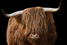 Horned Head Of A Brown Highland Cattle Isolated On Black Background	