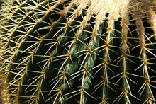 Close-up Shot Of Cactuses At The Garden