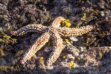 South African Spiny Starfish On Rocks