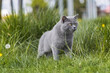 Kot rasowy Brytyjski niebieskowłosy na trawie.