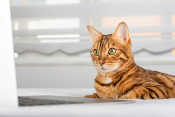 Wall Mural - Close-up of a cat near a laptop.