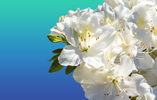 White Rhododendron Flowers Against A Two-tone Gradient Background