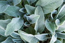 Background From A Plant Stachys Byzantina Or Woolly Betony, Lamb's Ear. Green Leaf Texture.