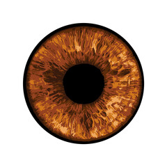 Brown Eye - Vector Illustration