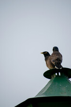 Two Mynas Sitting Together.