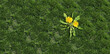 Yard weed problem as a dandelion flower and plant as a symbol of unwanted weeds on a green grass field as a symbol of herbicide use in the garden or gardening and landscaping concept.