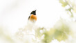 © Peter Ruijs - A beautiful European Stonechat is enjoying this beautiful day.