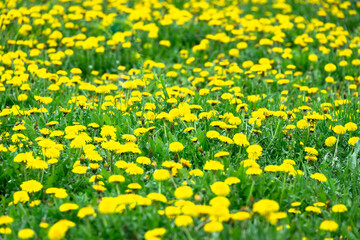 Wall Mural - Large field with yellow dandelions.