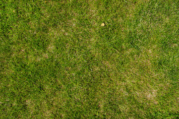 Canvas Print - Background, texture, view of green grass in a meadow, field. Photography of nature.