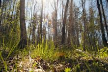 New Green Grass Growing In The Forest With Blurry Trees And Blue Sky On Background, Closeup Ground View