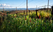 Red clover as a cover crop is lush between rows of grapevines with new sprouts in spring in an Oregon vineyard. 