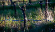New Leaves Sprout On A Grapevine In An Oregon Vineyard, Spring Light And Wire Trellis Showing Against Shadows And Light.