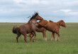 Love games of horses before mating, the female beats the hind hooves of the pestering male
