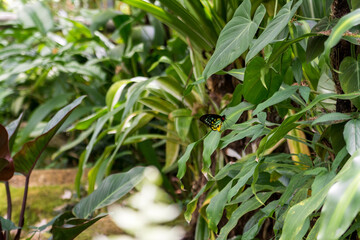 Wall Mural - Butterfly in the forest