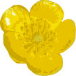 Blooming yellow buttercup (or Ranunculus) flower, vector