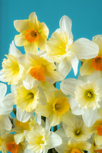 Close Up Bouquet Of Daffodils On A Blue Background. Heads Of Flowers In Different Shades.