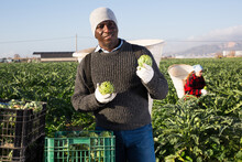 Portrait Of African American Man Harvesting Ripe Artichoke Buds In Basket On His Back On Farm Field