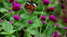 Slow Motion Of Butterfly In The Flowers Garden