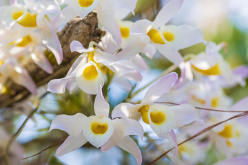 dendrobium nobile lindl., beautiful rare wild orchids in tropical forest of thailand.