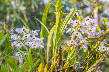 Dendrobium nobile Lindl., Beautiful rare wild orchids in tropical forest of Thailand.