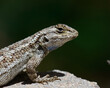 Western Fence Lizard Closeup