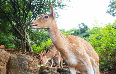 Wall Mural - Spotted deer