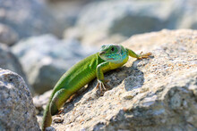 Green Lizard Warming On The Stone