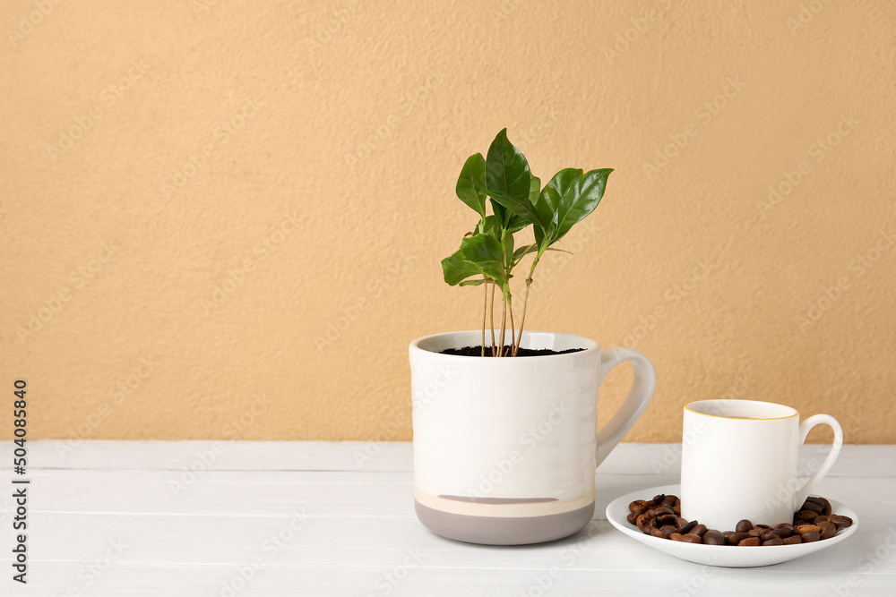 Beautiful coffee tree and cup of beverage on wooden table