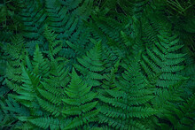Green Fern Leaves Texture, Dark Natural Forest Background. Beautiful Wild Plants Leaves Pattern. Fern - Symbol Of Litha Sabbath, Sacred Plant Of Wicca. Top View