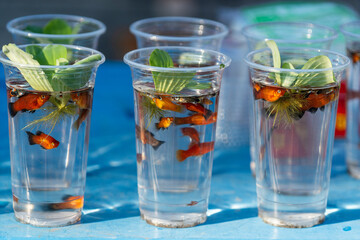 Live decorative fish in water in a plastic cup for sale at a street market in Thailand