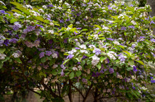 Double Color Blossom Of Brunfelsia Pauciflora Tropical Free With White And Purple Flowers