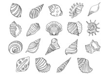 Set Of Seashells Drawing Outline Illustration