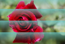 Artistic Composition Of Rose Flowers With  Venetian Blind Effects,