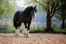 Shire Horse Clydesdale Horse
