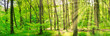 Green forest panorama landscape with green sunny trees