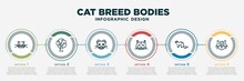 Infographic Template Design With Cat Breed Bodies Icons. Cat Breed Bodies Concept With 6 Options Or Steps. Included British Shorthair Cat, Fruit Tree, Scottish Fold Korat Ferret, Norwegian Forest