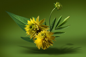 yellow flowers and green foliage, abstract botanical composition on green background, studio shot.