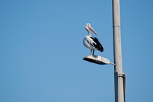 The Pelican Is Resting On A Light Pole